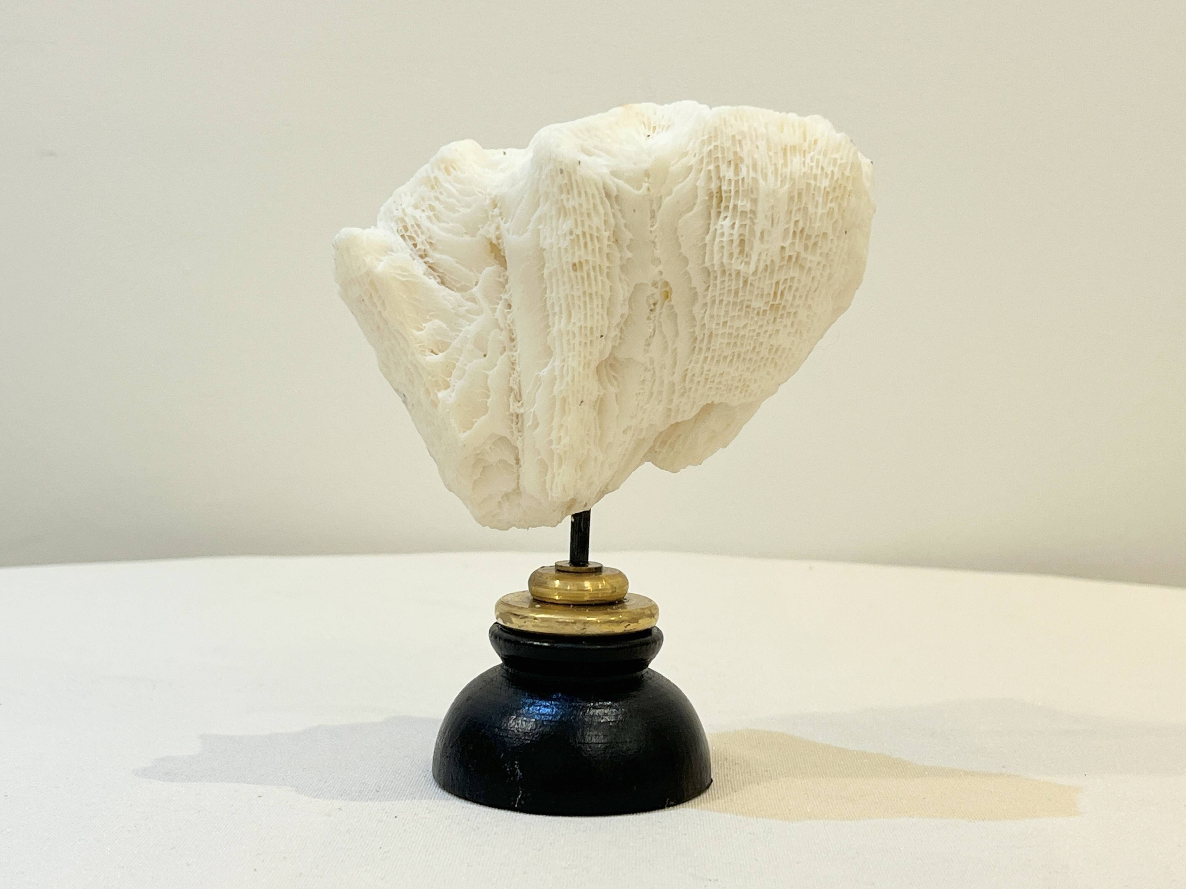 Antique natural white wave coral on wooden base Napoleon III cabinet of curiosities