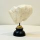 Antique natural white wave coral on wooden base Napoleon III cabinet of curiosities