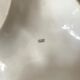 3-compartment limoges porcelain dish