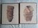 1 lot de 2 illustrations très originales signées Baudry