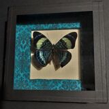 Natural history entomology butterfly frame panacea procilla