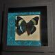 Natural history entomology butterfly frame panacea procilla