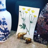 Original botanical plank 1878