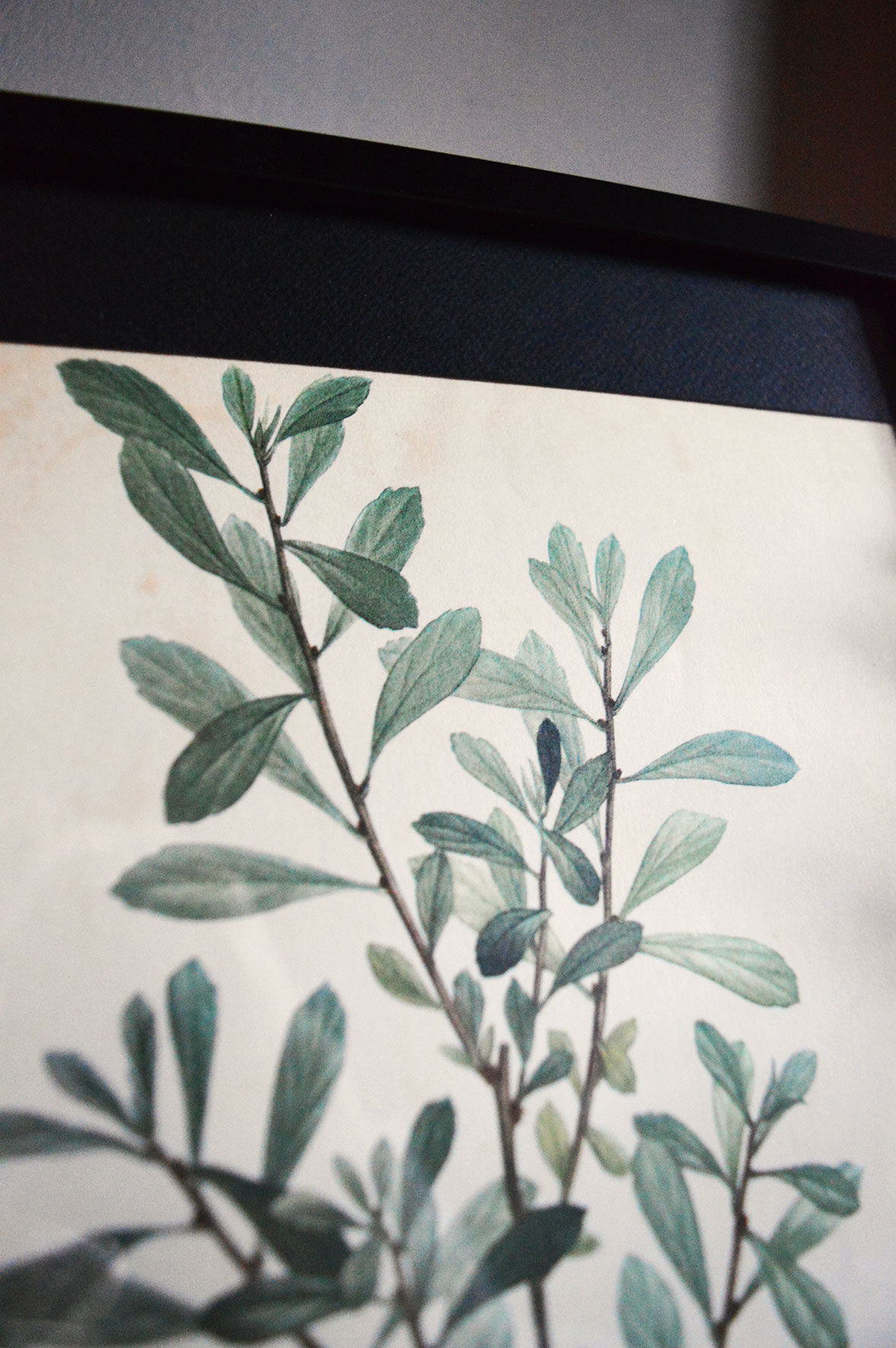 Myrica Gale framed pharmaceutical board