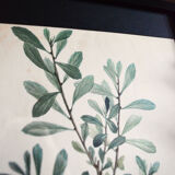 Myrica Gale framed pharmaceutical board