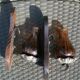 Pair of amber green wall candle holders