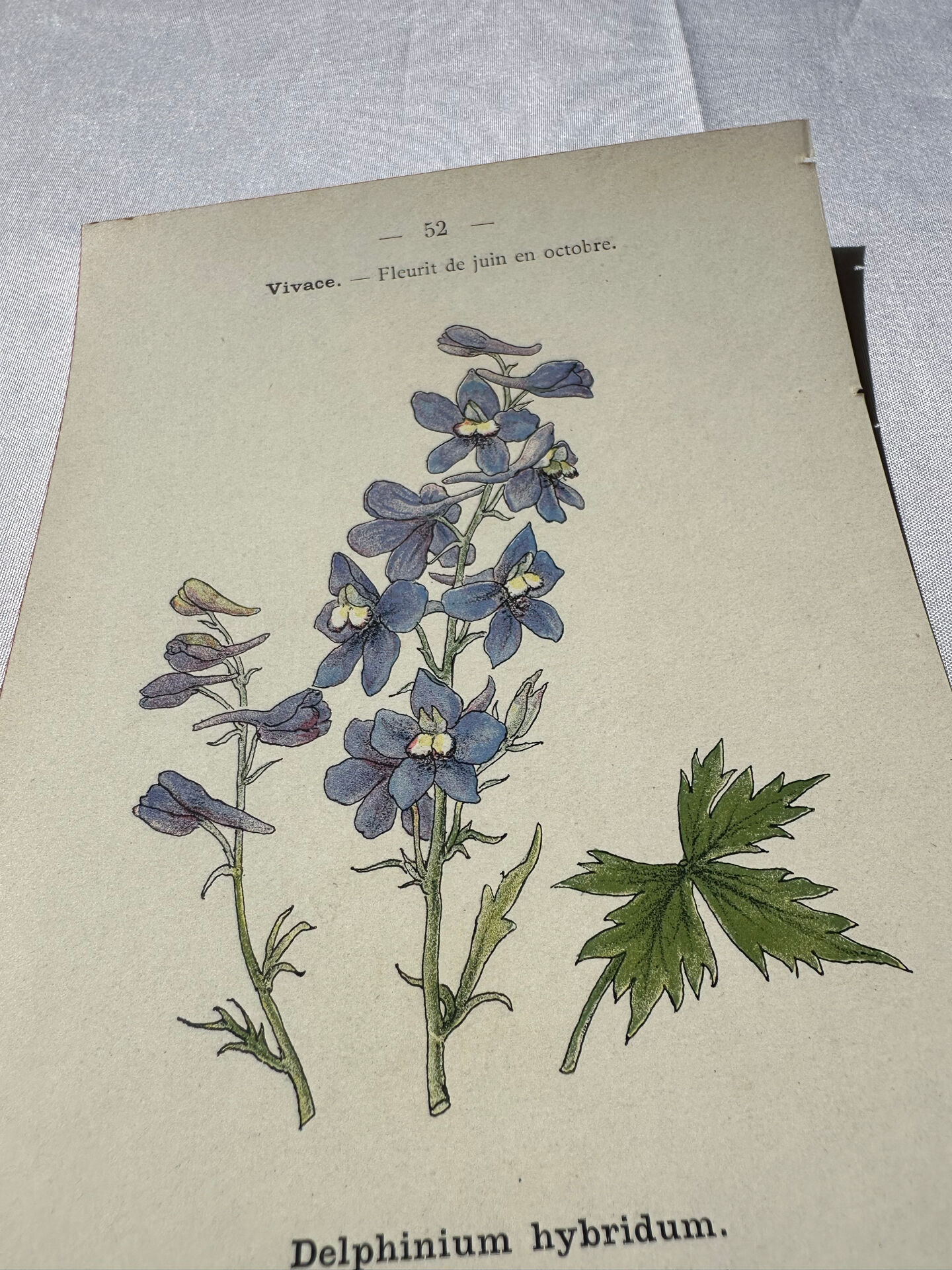 Botanical lithograph French flower double-sided naturalist