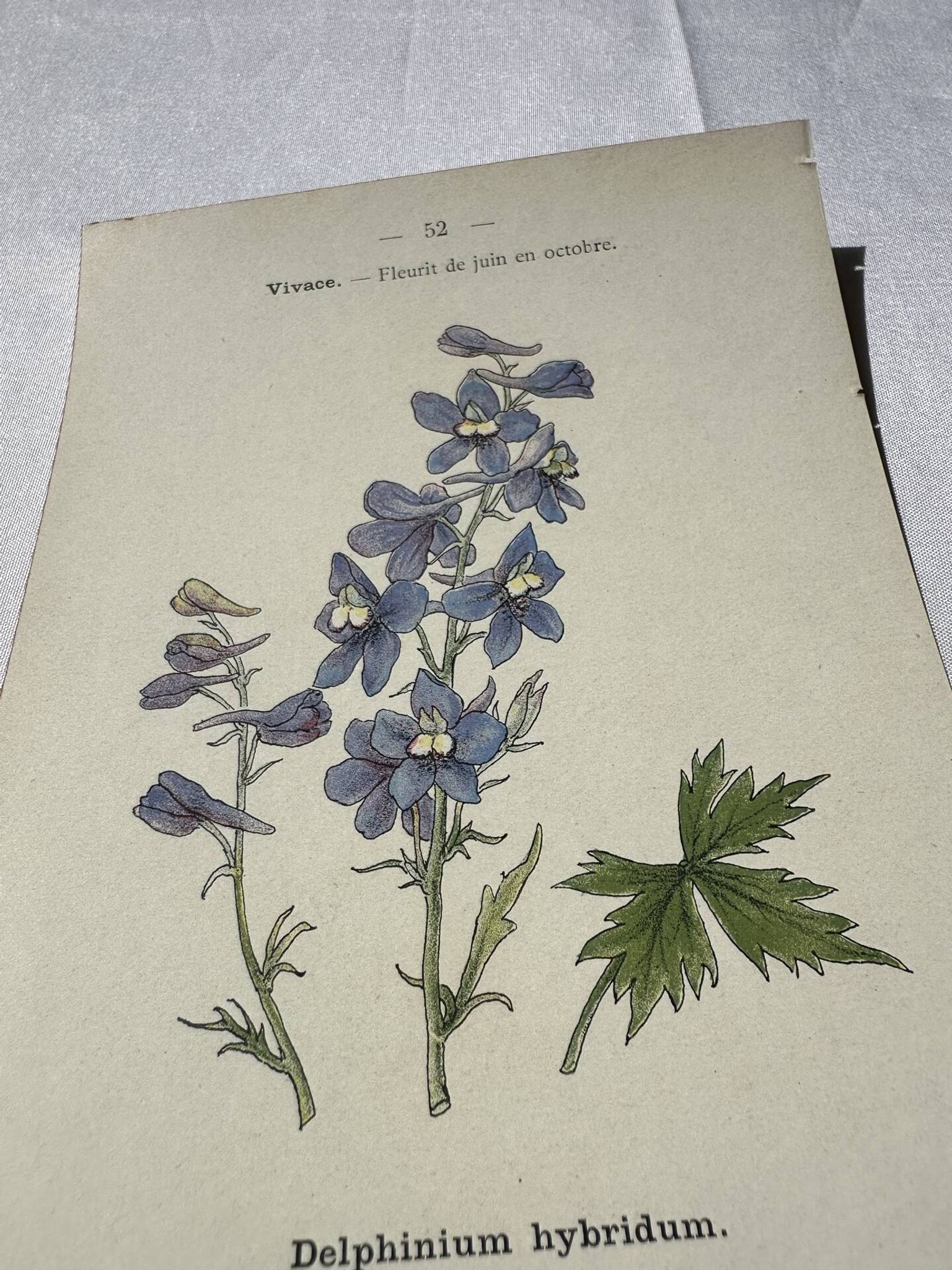 Botanical lithograph French flower double-sided naturalist