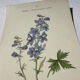 Botanical lithograph French flower double-sided naturalist