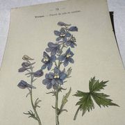 Botanical lithograph French flower double-sided naturalist