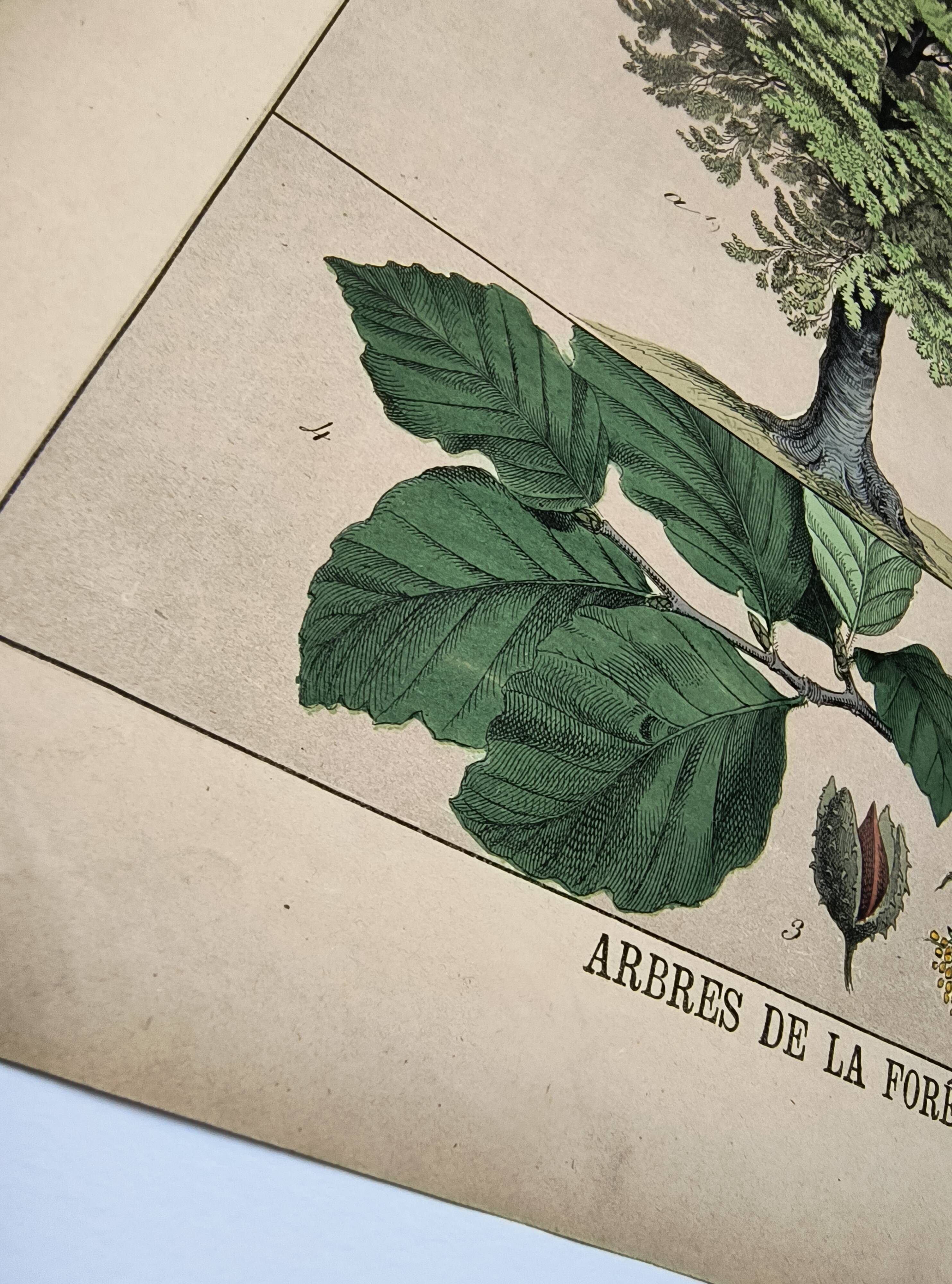 Gravure botanique 1870. Hêtre et Chêne. Planche arbre Vintage