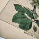 Gravure botanique 1870. Hêtre et Chêne. Planche arbre Vintage
