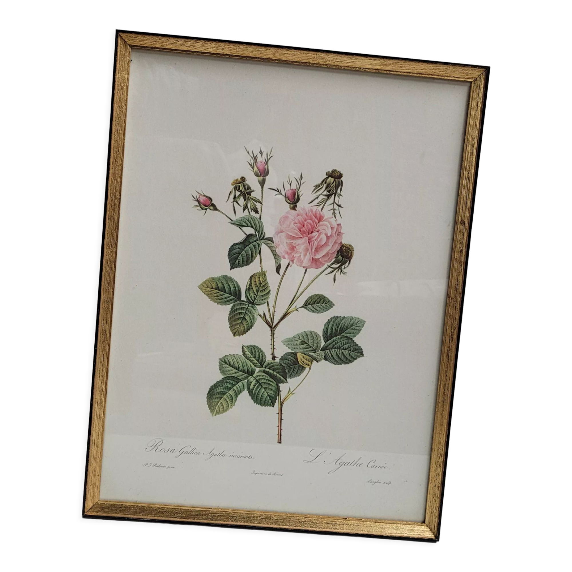 Lithograph under frame rose agathe meat