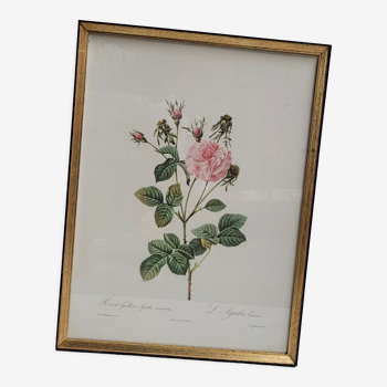 Lithograph under frame rose agathe meat