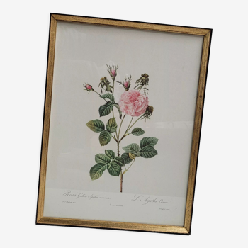 Lithographie sous cadre rosier l'Agathe carnée