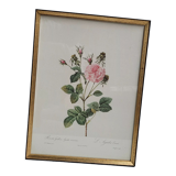 Lithograph under frame rose agathe meat