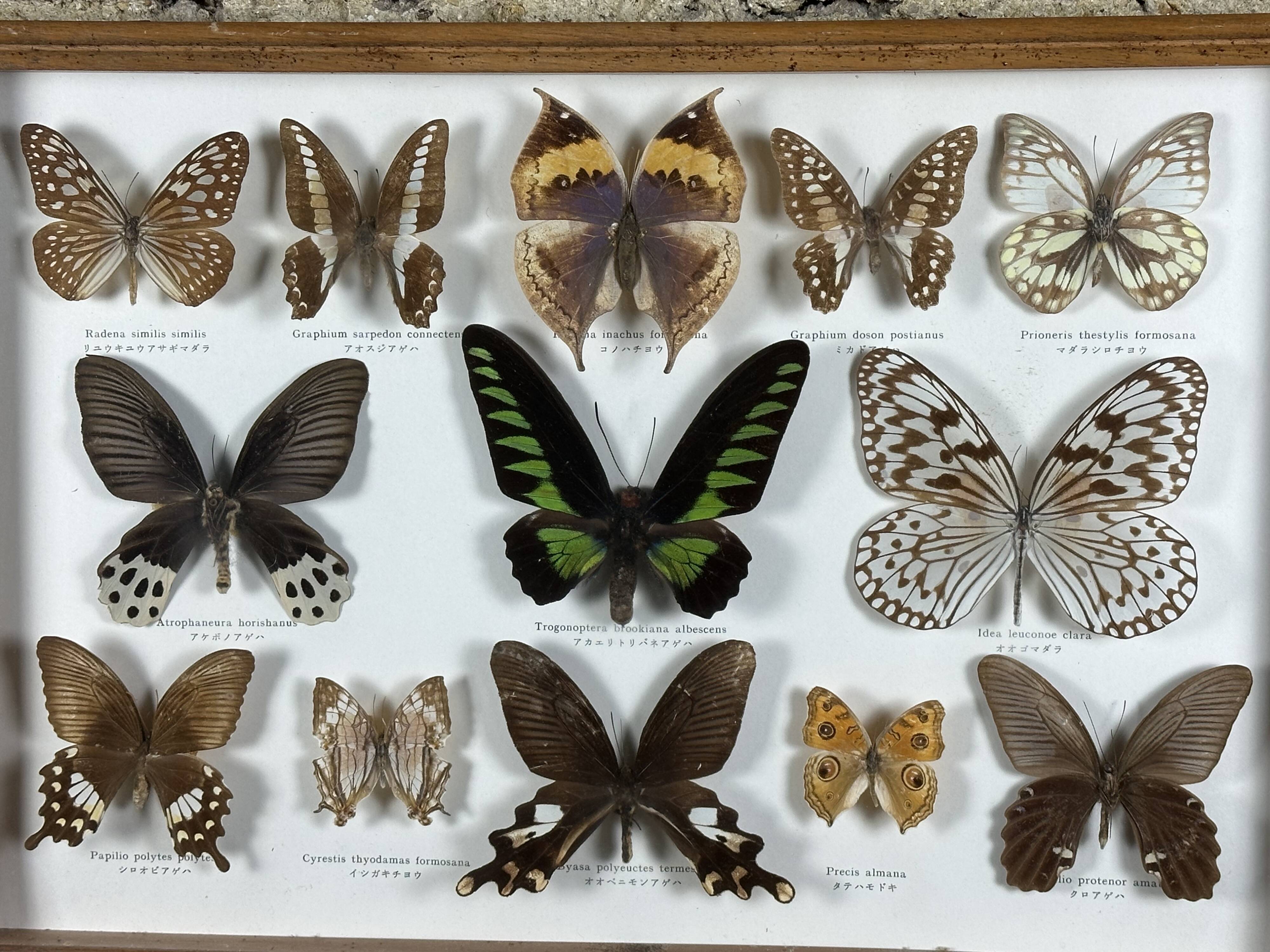 Old entomological frame butterflies 13 species