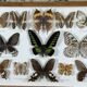 Old entomological frame butterflies 13 species