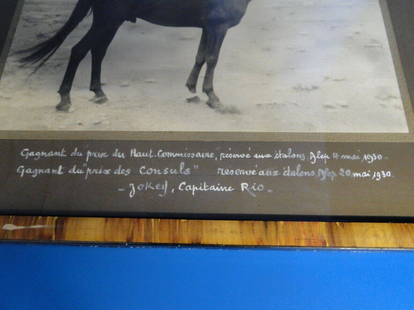 Old photograph of a purebred Arabian horse, Coq d'Or, circa 1930, Aleppo, Syria