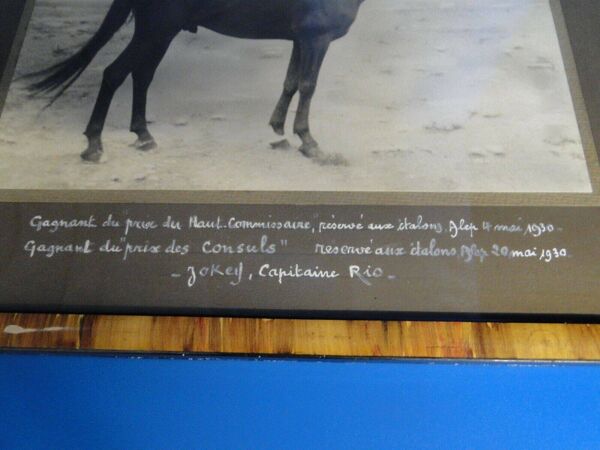 Photographie ancienne cheval Pur Sang Arabe Coq d'Or circa 1930 Alep Syrie