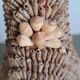 Vintage French shell vase 1960s brutalist coastal decor