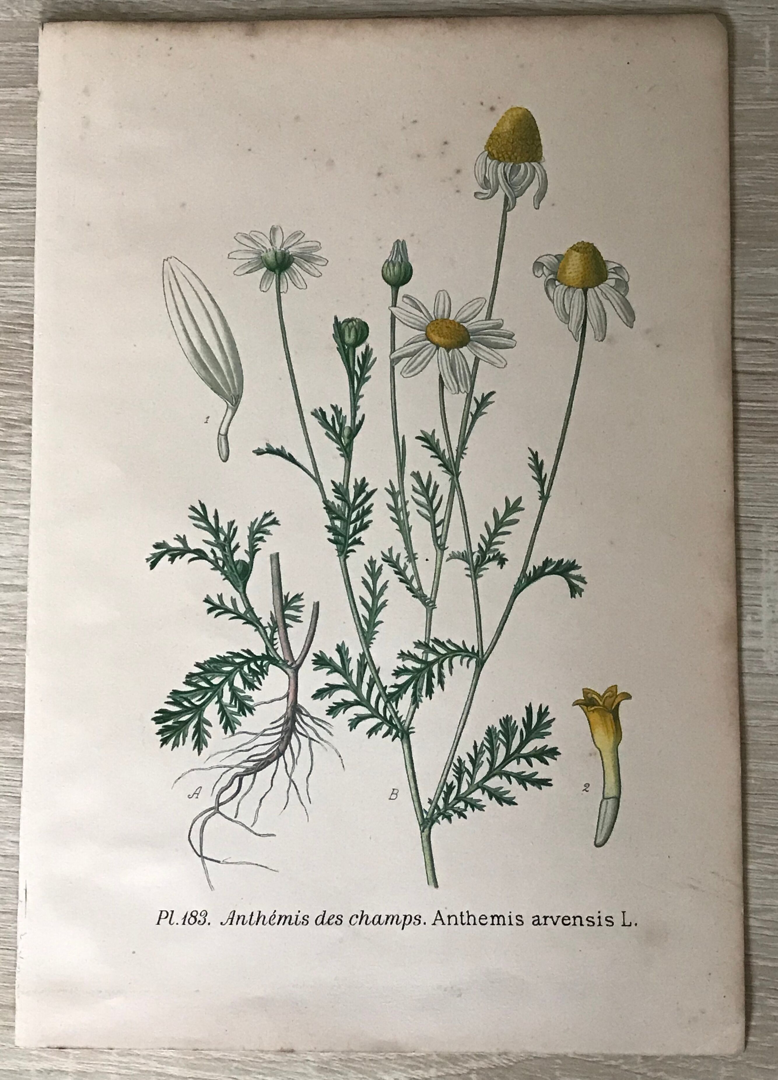 Botanical flowering boards of 19th century fields