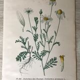Botanical flowering boards of 19th century fields