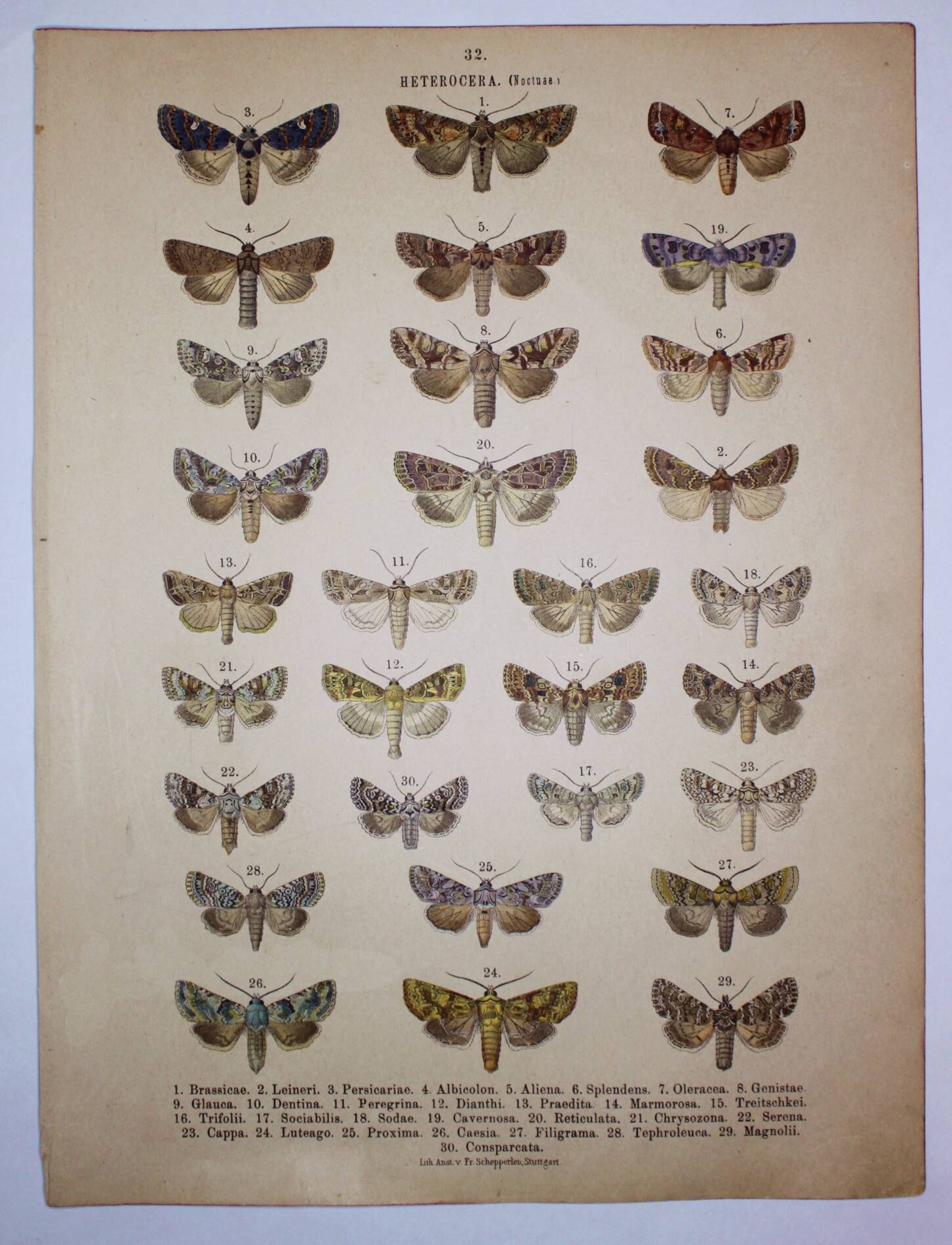 Antique print of Butterflies - Lithograph from 1887 - Brassicae - Original illustration