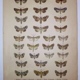 Antique print of Butterflies - Lithograph from 1887 - Brassicae - Original illustration