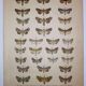 Gravure ancienne de Papillons - Lithographie de 1887 - Brassicae - Illustration originale