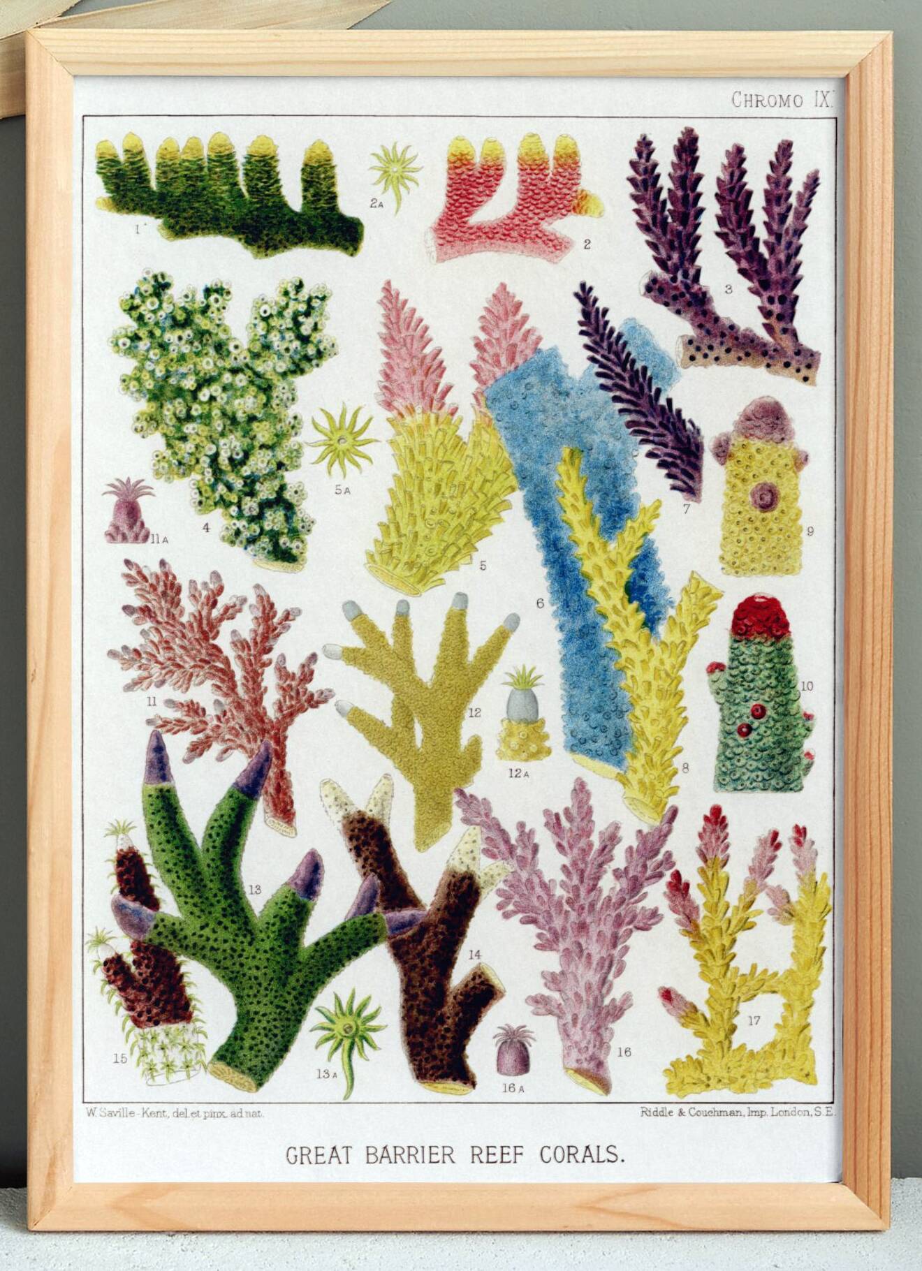 Poster about colored corals, based on an old lithograph from 1893