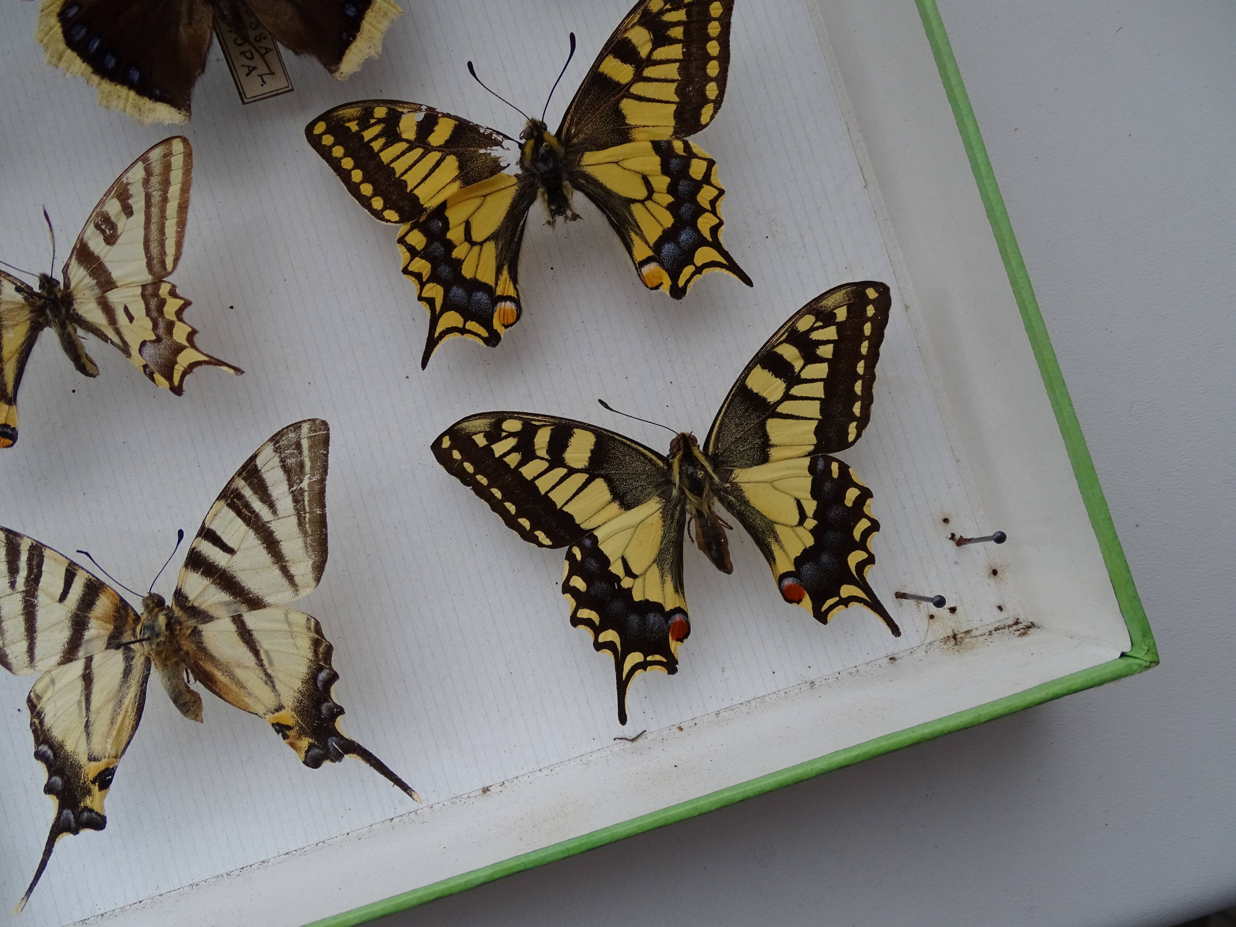 Ancient butterflies and stuffed insects under frame 1930s