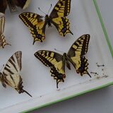 Ancient butterflies and stuffed insects under frame 1930s