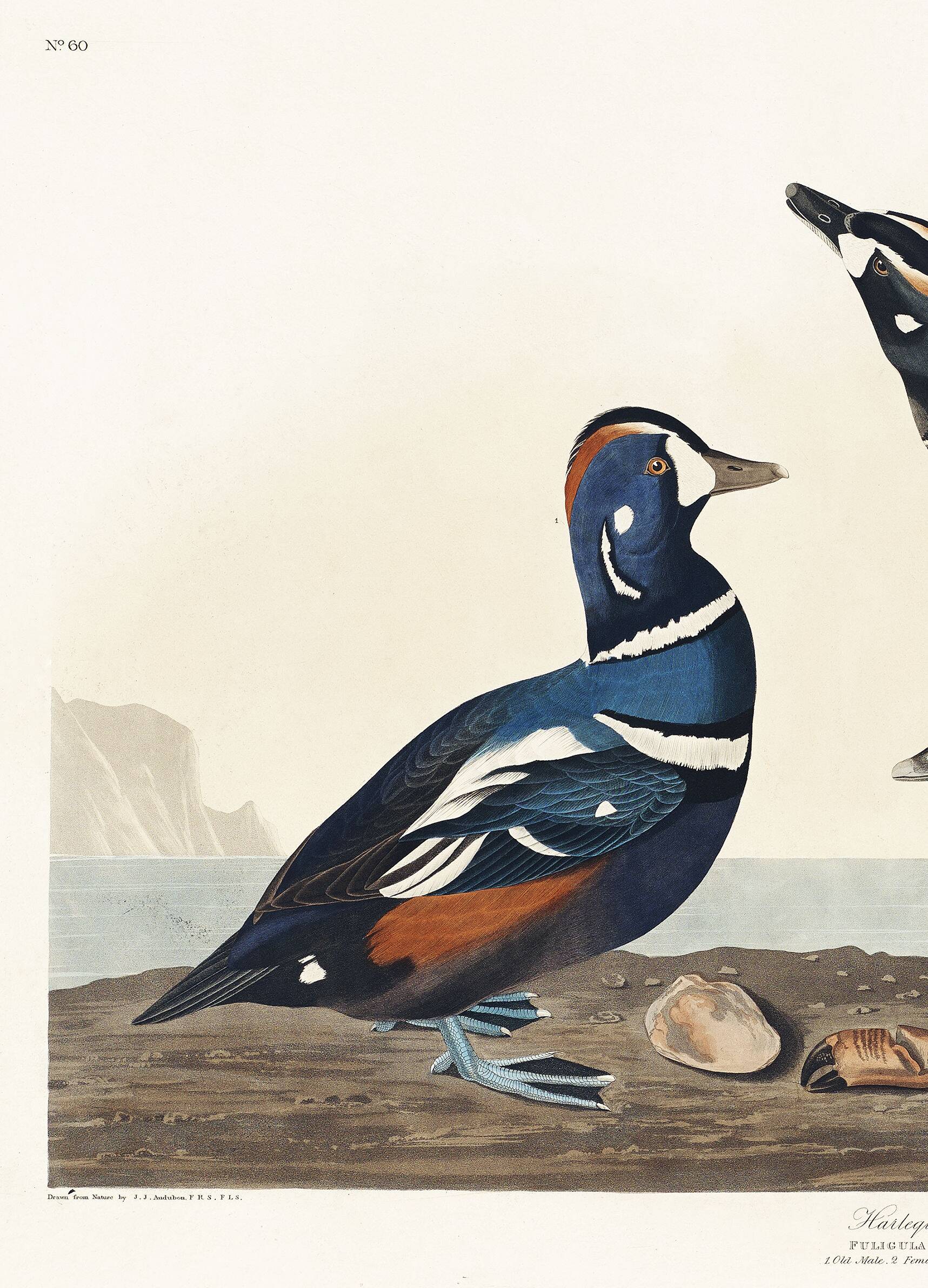 Poster about the harlequin duck, based on an old engraving from 1827.