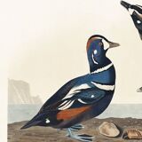 Poster about the harlequin duck, based on an old engraving from 1827.