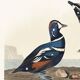 Poster about the harlequin duck, based on an old engraving from 1827.