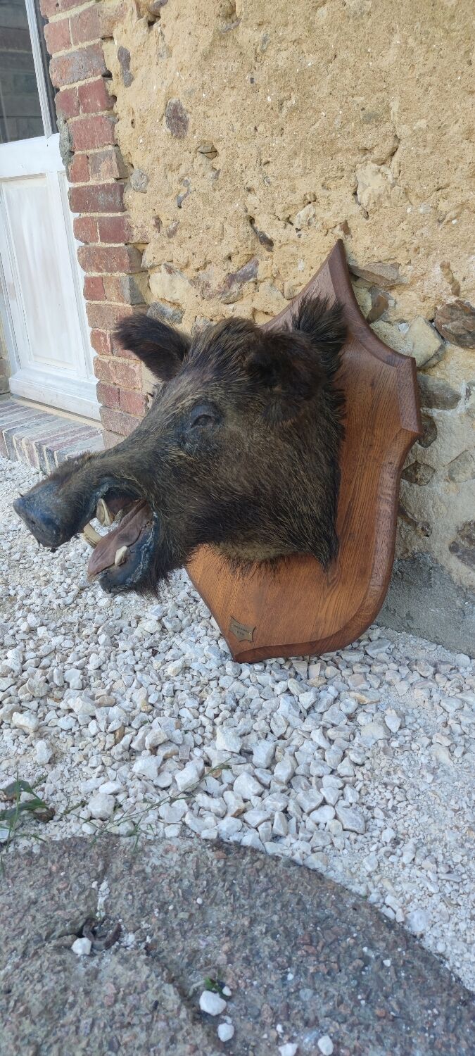 Wild boar hunting trophy