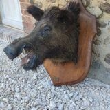Wild boar hunting trophy