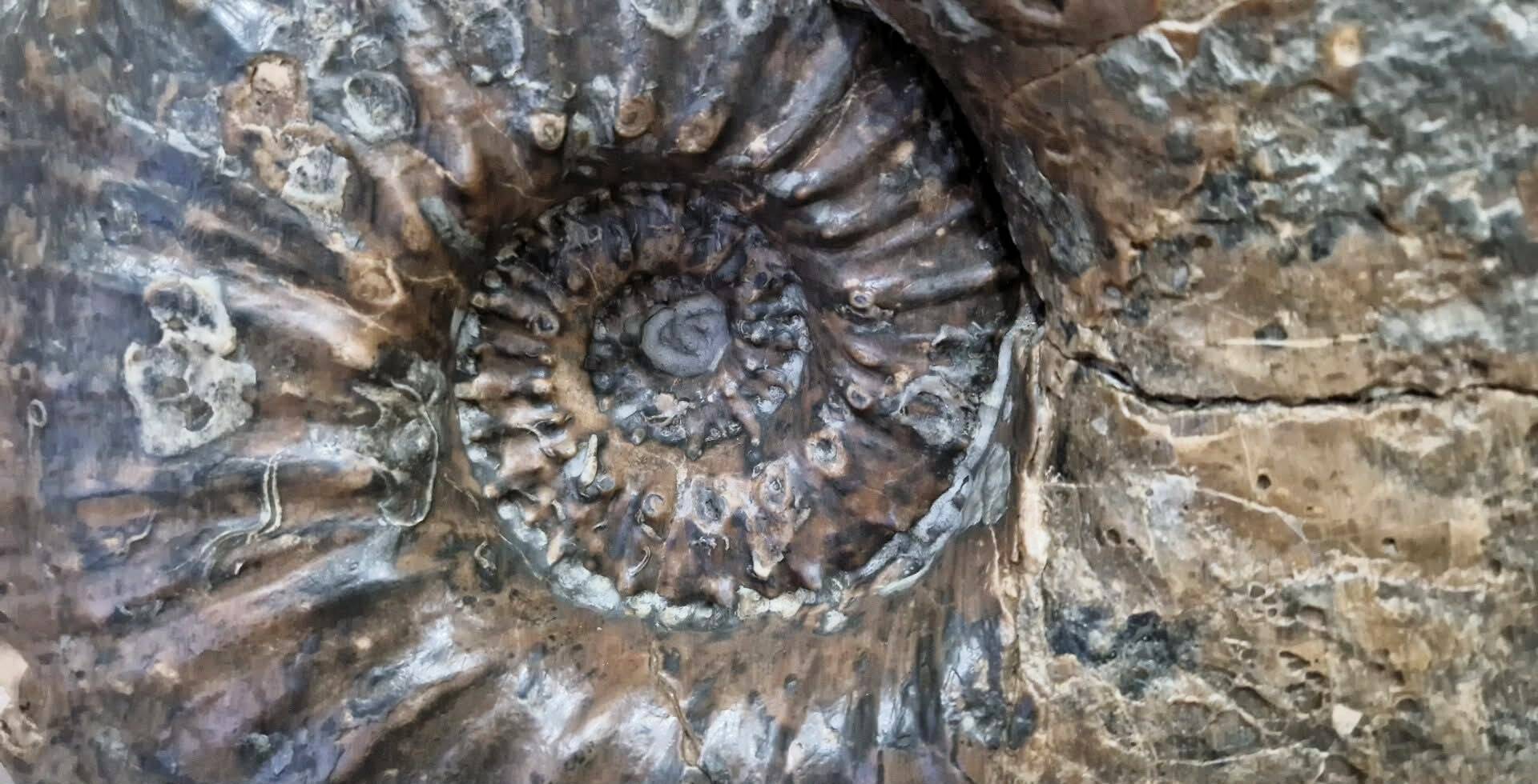 giant ammonite