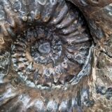giant ammonite