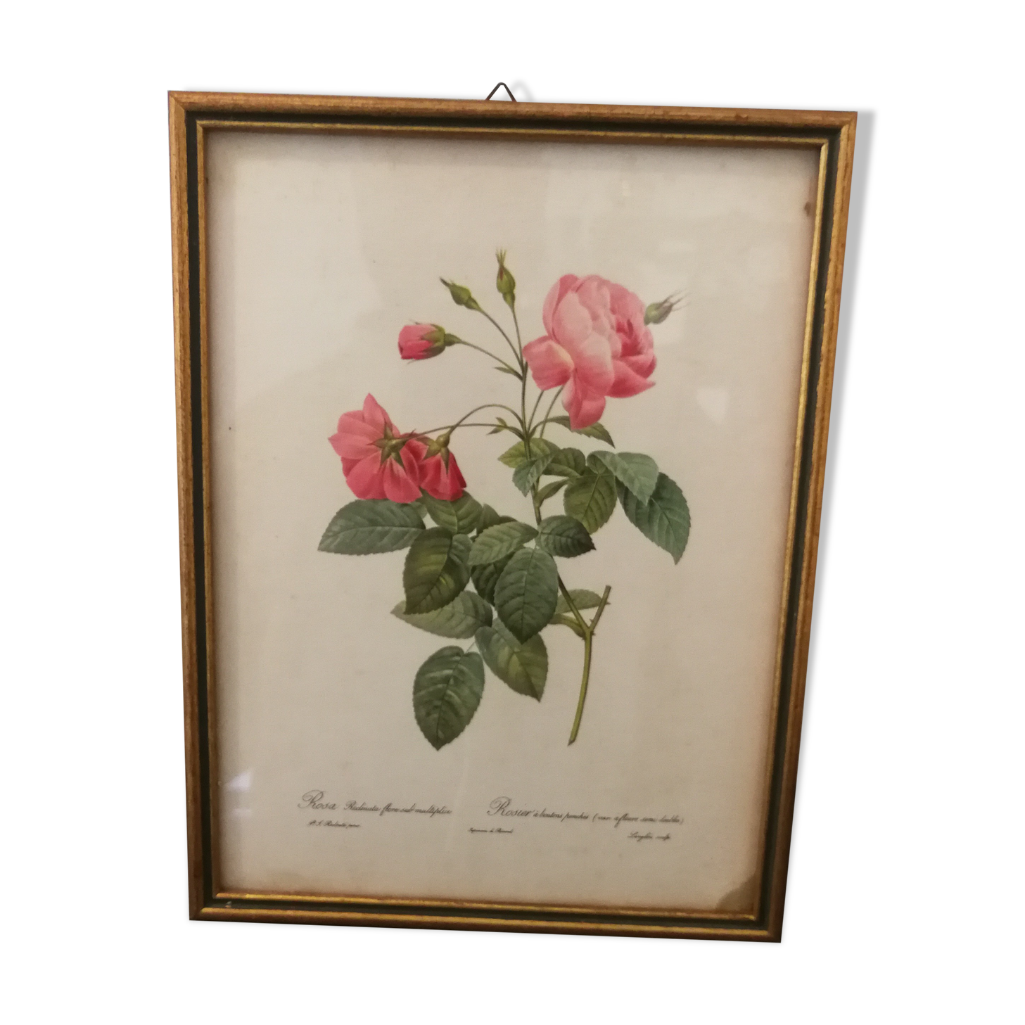 Botanical frame p. j redouté pinx imprimerie de rémond
