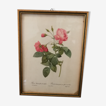 Botanical frame p. j redouté pinx imprimerie de rémond