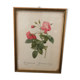 Botanical frame p. j redouté pinx imprimerie de rémond