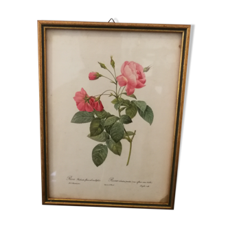 Botanical frame p. j redouté pinx imprimerie de rémond