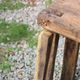 Old solid wood workbench – character console, thick top – 165 cm