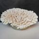 Corail authentique