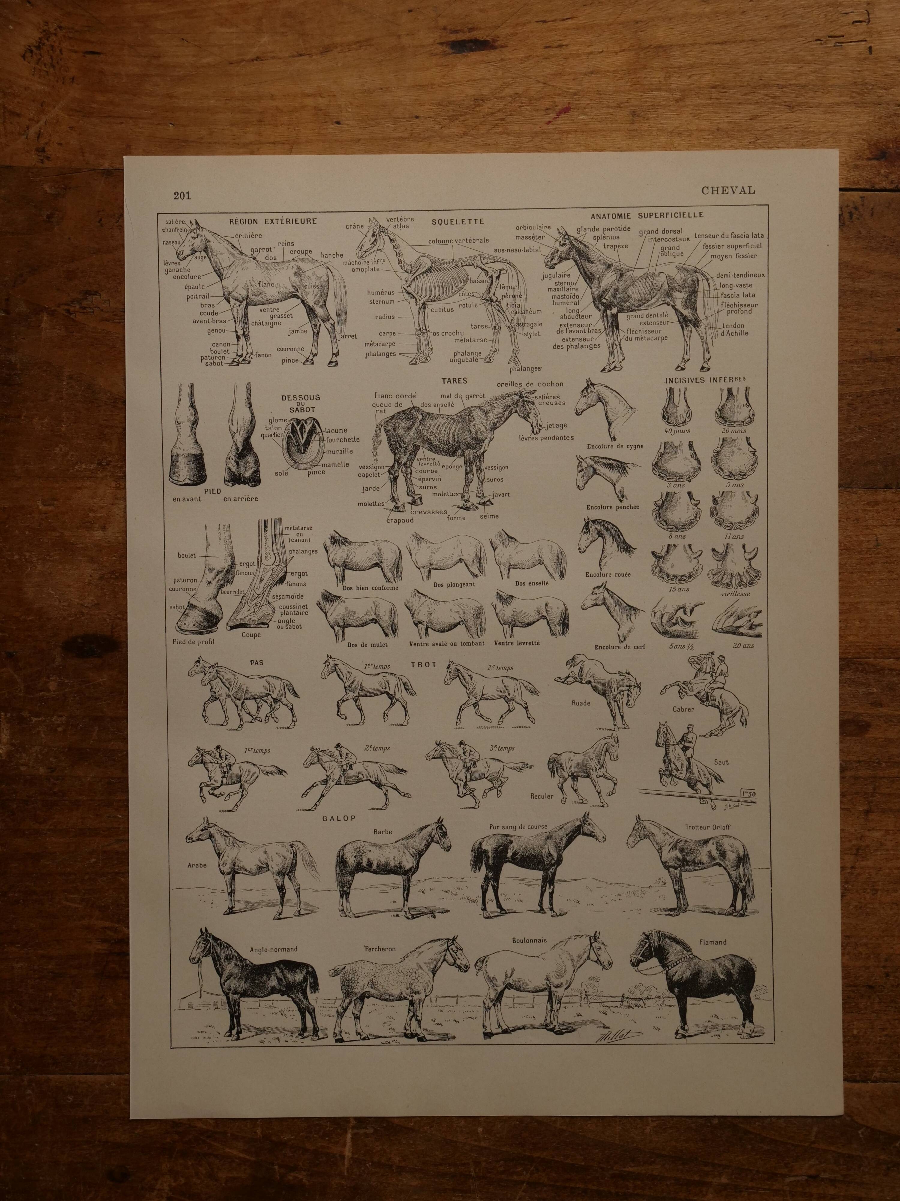 Set of 12 original lithographs