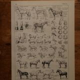 Lot de 12 lithographies originales