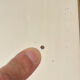 Antique Louis Philippe mirror, black and gold, 62 x 49 cm