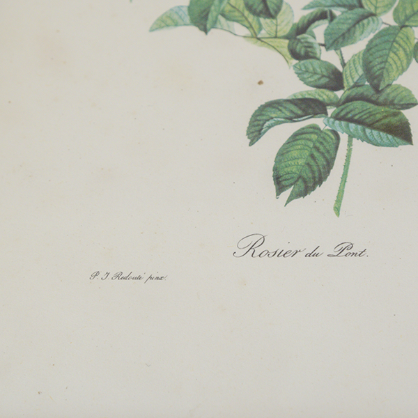 Botanical planks rose roses Dreaded